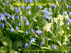Pflanzen-und-Blueten-1.pdf
